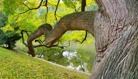 Branche d'arbre monumentale